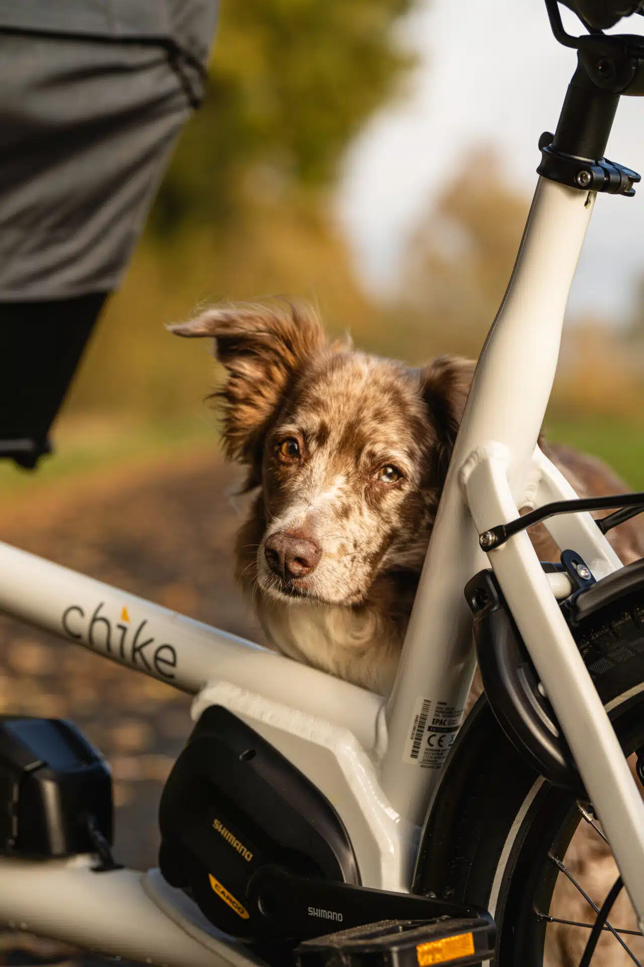 Detailaufnahme Chike E-Dog E-Lastenrad mit Hund im Transportbereich, hochwertiger Rahmen und Shimano-Antrieb sichtbar
